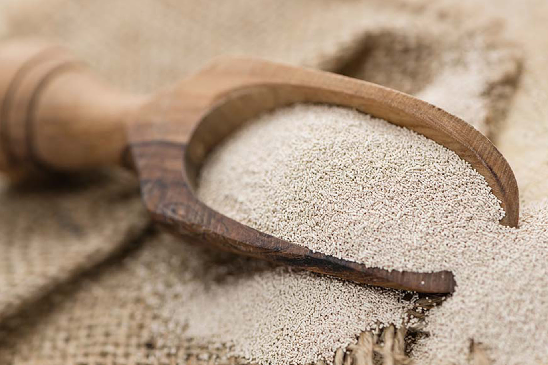 Commercially active dry yeast