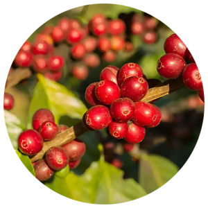 coffee bean